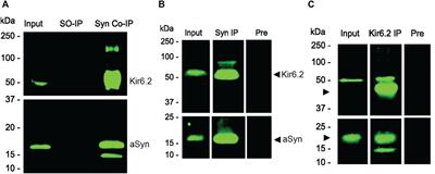 Could α-Synuclein Modulation of Insulin and Dopamine Identify a Novel Link Between Parkinson’s Disease and Diabetes as Well as Potential Therapies?